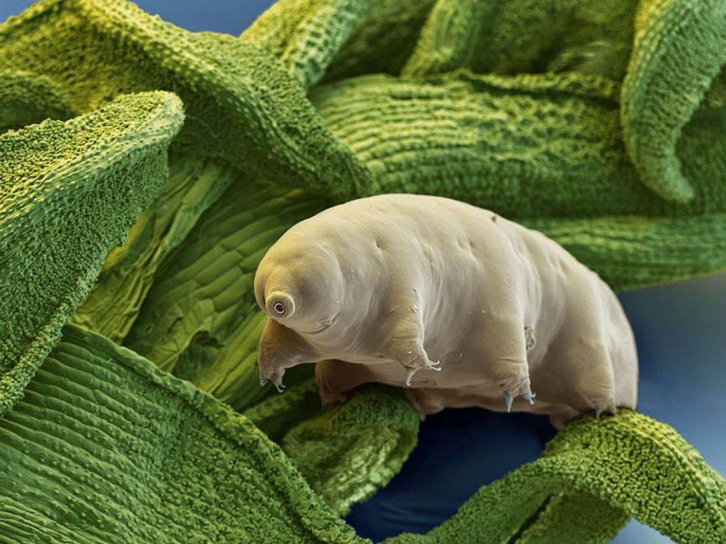 Tardigrad nedir? 7